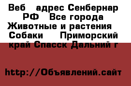 Веб – адрес Сенбернар.РФ - Все города Животные и растения » Собаки   . Приморский край,Спасск-Дальний г.